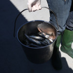 Herring