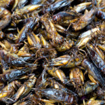 Fried crickets for sale as a snack