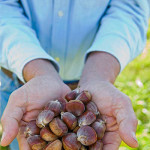 Dr. Fred Hebard holds a handful of potentially blight-resistant Restoration Chestnut 1.0 Seeds at Meadowview research Farms in Meadowview, VA.