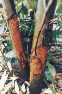 Chestnut Blight 0155 - In younger trees the blight begins as a bright orange canker, that eventually surrounds the trunk, girdling and killing the tree