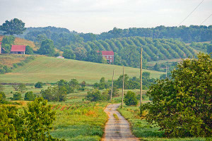 Chestnut groves line the hillsides at Meadowview Research Farm, Meadowview, VA