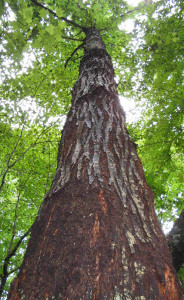 One of the largest surviving American chestnuts in the south, the Jackson County tree has been marked by blight (lower center)