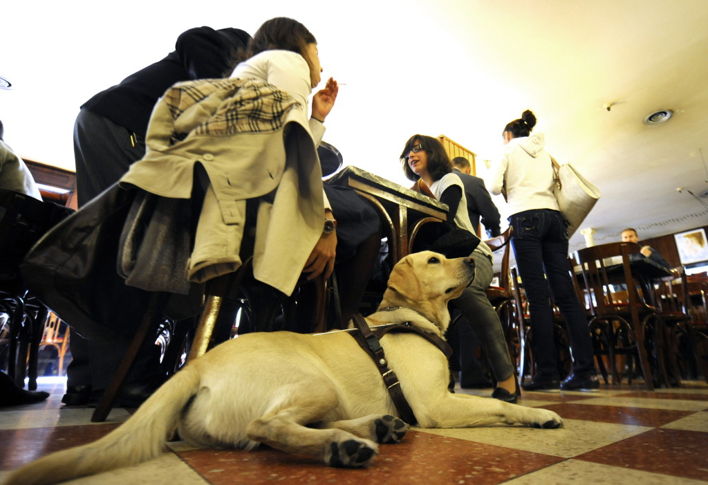 Members of the Spanish Blind People's Organisation (ONCE) have breakfast accompanied by their guide dogs at a restaurant in Madrid, on November 3, 2009, to claim their right to acces restaurants, bars and hotels with their dogs. AFP PHOTO / DOMINIQUE FAGET (Photo credit should read DOMINIQUE FAGET/AFP/Getty Images)