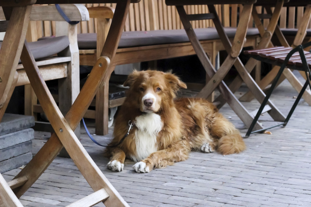 Border collie waits under a table, unable to enjoy the brunch his owner is probably having. (Photo Credit: KateJoanna / Thinkstock)