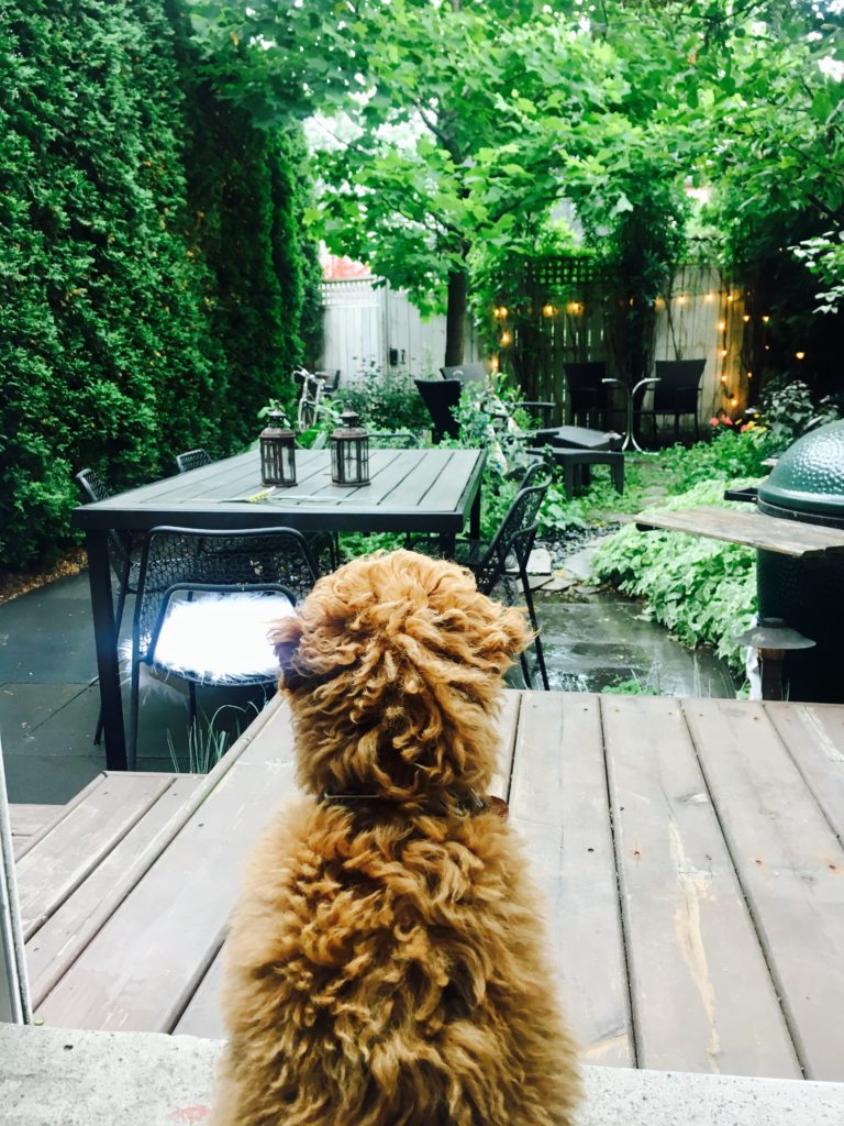 Emily's dog, Romeo, takes in the singer's lush backyard space.
